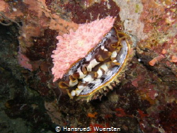 Thorny Oyster by Hansruedi Wuersten 